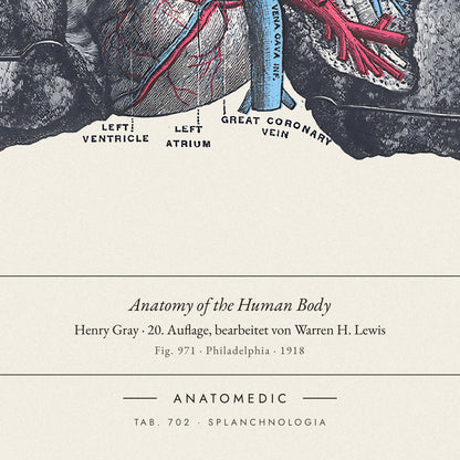 Nahaufnahme der Bildunterschrift: Anatomy of the Human Body · Henry Gray · 20. Auflage, bearbeitet von Warren H. Lewis, TAB. 702 · SPLANCHNOLOGIA