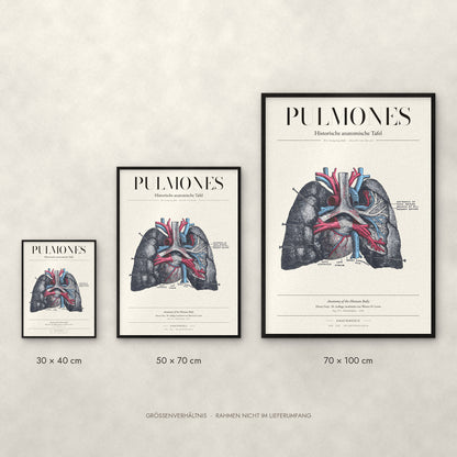 Pulmones Poster im Größenvergleich: 30 × 40, 50 × 70 und 70 × 100 cm