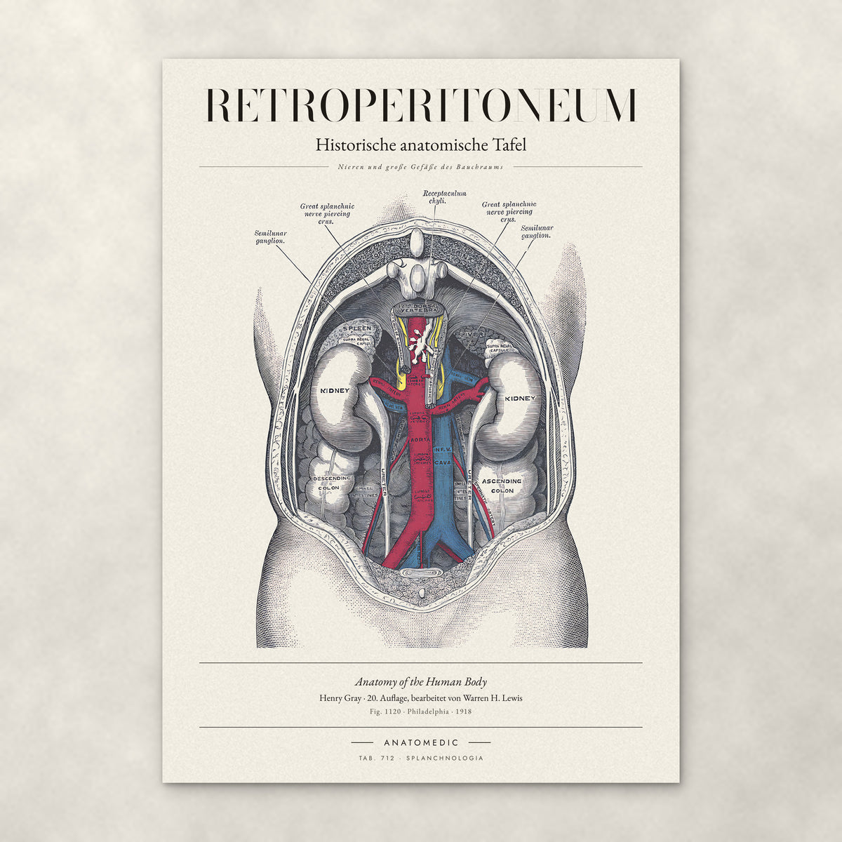 Retroperitoneum – Anatomie-Poster von ANATOMEDIC, historische anatomische Tafel: Nieren und große Gefäße des Bauchraums
