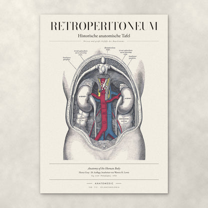 Retroperitoneum – Anatomie-Poster von ANATOMEDIC, historische anatomische Tafel: Nieren und große Gefäße des Bauchraums