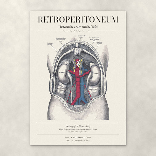 Retroperitoneum – Anatomie-Poster von ANATOMEDIC, historische anatomische Tafel: Nieren und große Gefäße des Bauchraums