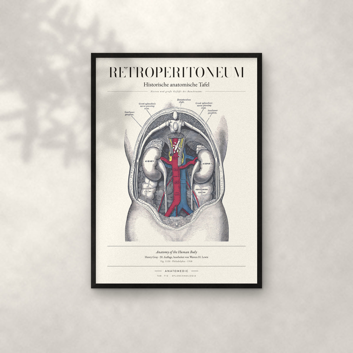 Retroperitoneum Anatomie-Poster im schwarzen Rahmen an heller Wand