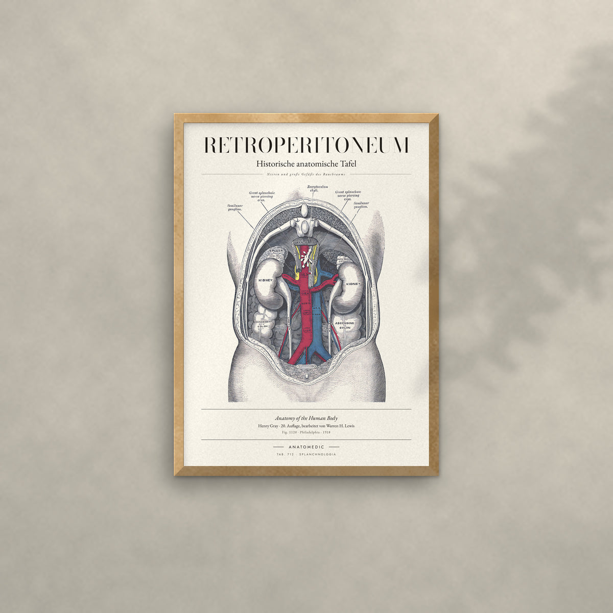 Retroperitoneum Anatomie-Poster im Eichenrahmen an heller Wand