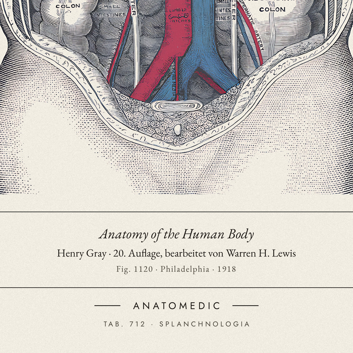 Nahaufnahme der Bildunterschrift: Anatomy of the Human Body · Henry Gray · 20. Auflage, bearbeitet von Warren H. Lewis, TAB. 712 · SPLANCHNOLOGIA