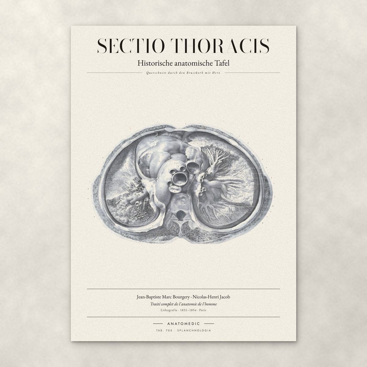 Sectio Thoracis – Anatomie-Poster von ANATOMEDIC, historische anatomische Tafel: Querschnitt durch den Brustkorb mit Herz