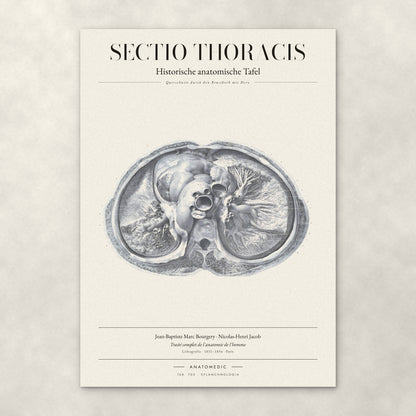 Sectio Thoracis – Anatomie-Poster von ANATOMEDIC, historische anatomische Tafel: Querschnitt durch den Brustkorb mit Herz