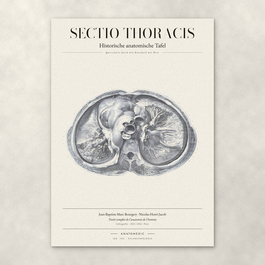 Sectio Thoracis – Anatomie-Poster von ANATOMEDIC, historische anatomische Tafel: Querschnitt durch den Brustkorb mit Herz