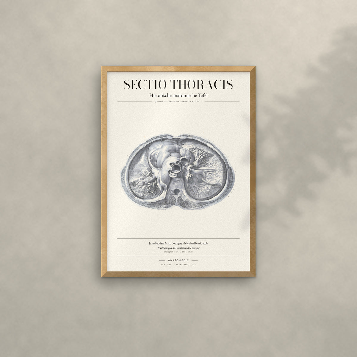 Sectio Thoracis Anatomie-Poster im Eichenrahmen an heller Wand