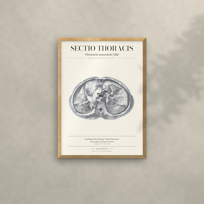 Sectio Thoracis Anatomie-Poster im Eichenrahmen an heller Wand