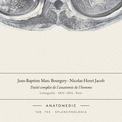 Nahaufnahme der Bildunterschrift: Jean-Baptiste Marc Bourgery · Nicolas-Henri Jacob · Traité complet de l'anatomie de l'homme, TAB. 705 · SPLANCHNOLOGIA