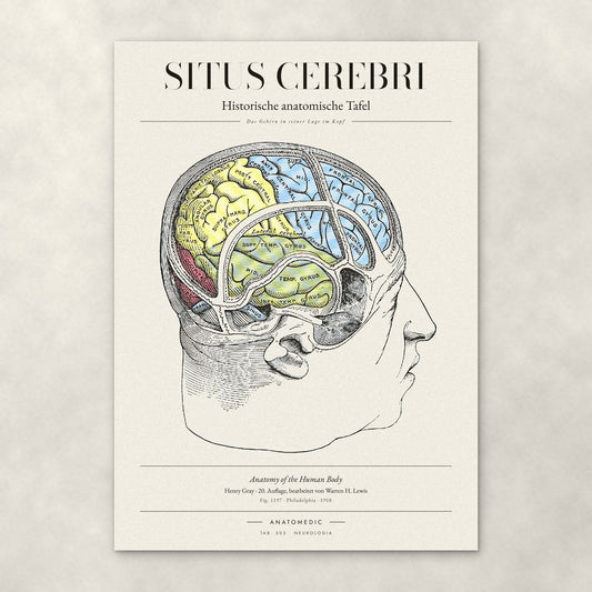 Situs Cerebri – Anatomie-Poster von ANATOMEDIC, historische anatomische Tafel: Das Gehirn in seiner Lage im Kopf