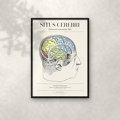 Situs Cerebri Anatomie-Poster im schwarzen Rahmen an heller Wand