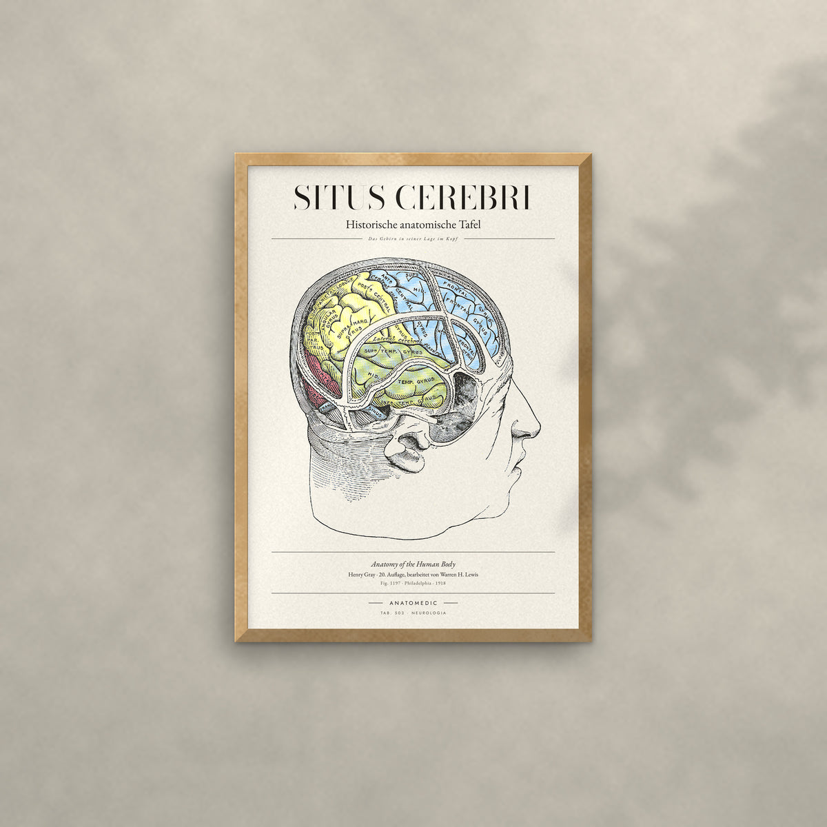 Situs Cerebri Anatomie-Poster im Eichenrahmen an heller Wand