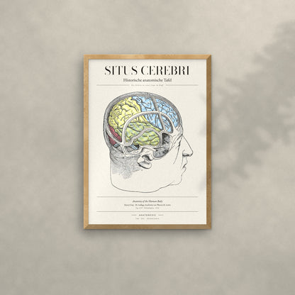 Situs Cerebri Anatomie-Poster im Eichenrahmen an heller Wand