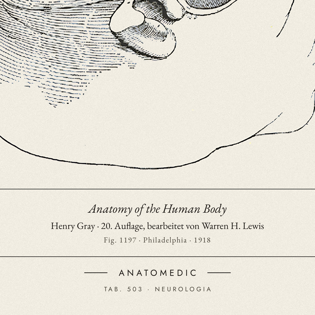 Nahaufnahme der Bildunterschrift: Anatomy of the Human Body · Henry Gray · 20. Auflage, bearbeitet von Warren H. Lewis, TAB. 503 · NEUROLOGIA