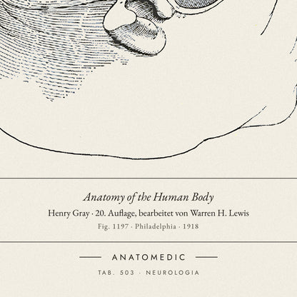 Nahaufnahme der Bildunterschrift: Anatomy of the Human Body · Henry Gray · 20. Auflage, bearbeitet von Warren H. Lewis, TAB. 503 · NEUROLOGIA