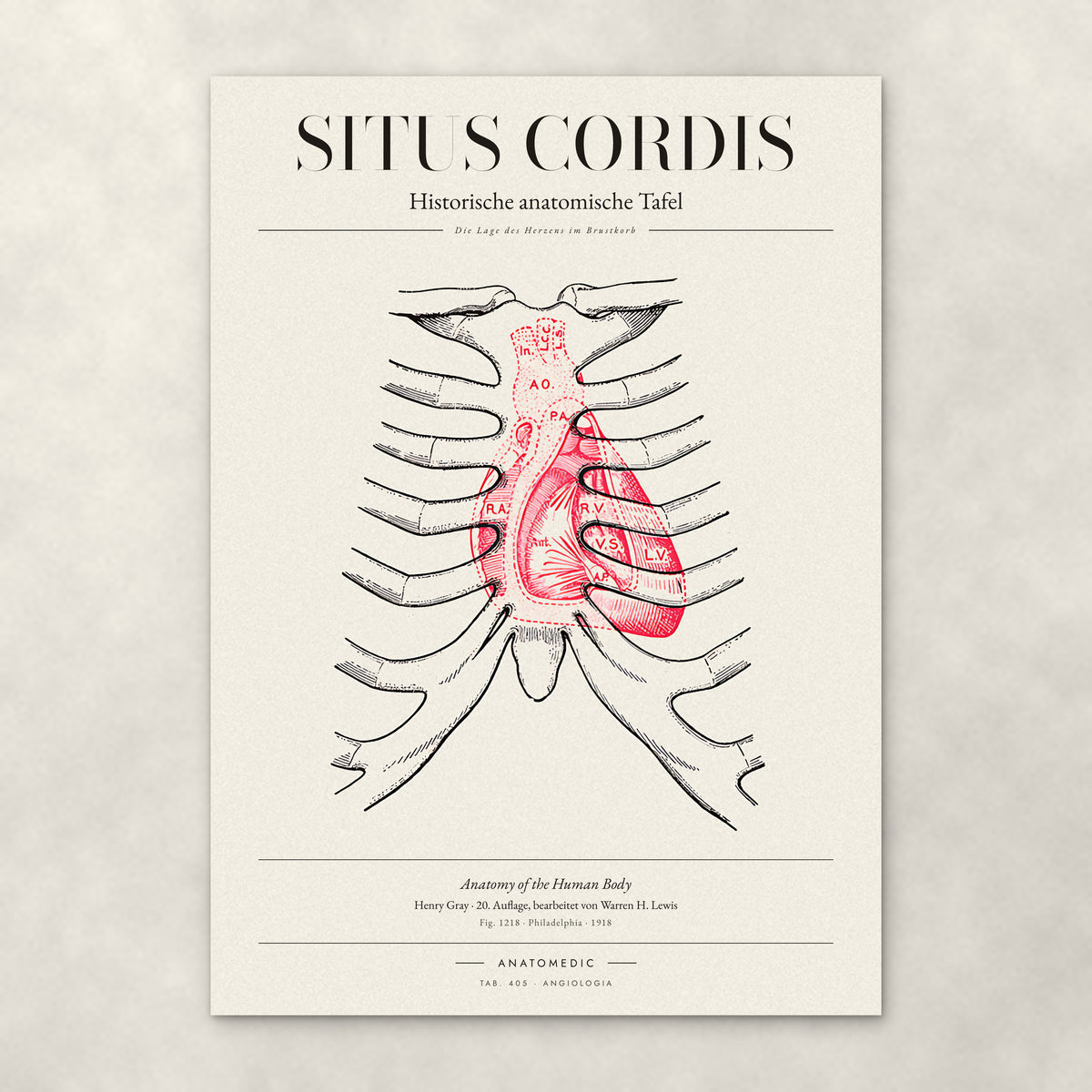 Situs Cordis – Anatomie-Poster von ANATOMEDIC, historische anatomische Tafel: Die Lage des Herzens im Brustkorb