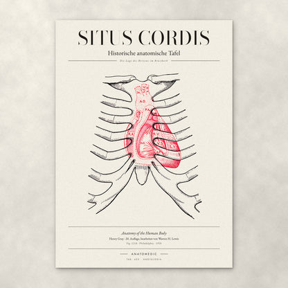 Situs Cordis – Anatomie-Poster von ANATOMEDIC, historische anatomische Tafel: Die Lage des Herzens im Brustkorb