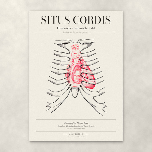 Situs Cordis – Anatomie-Poster von ANATOMEDIC, historische anatomische Tafel: Die Lage des Herzens im Brustkorb