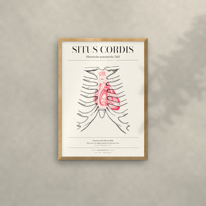Situs Cordis Anatomie-Poster im Eichenrahmen an heller Wand