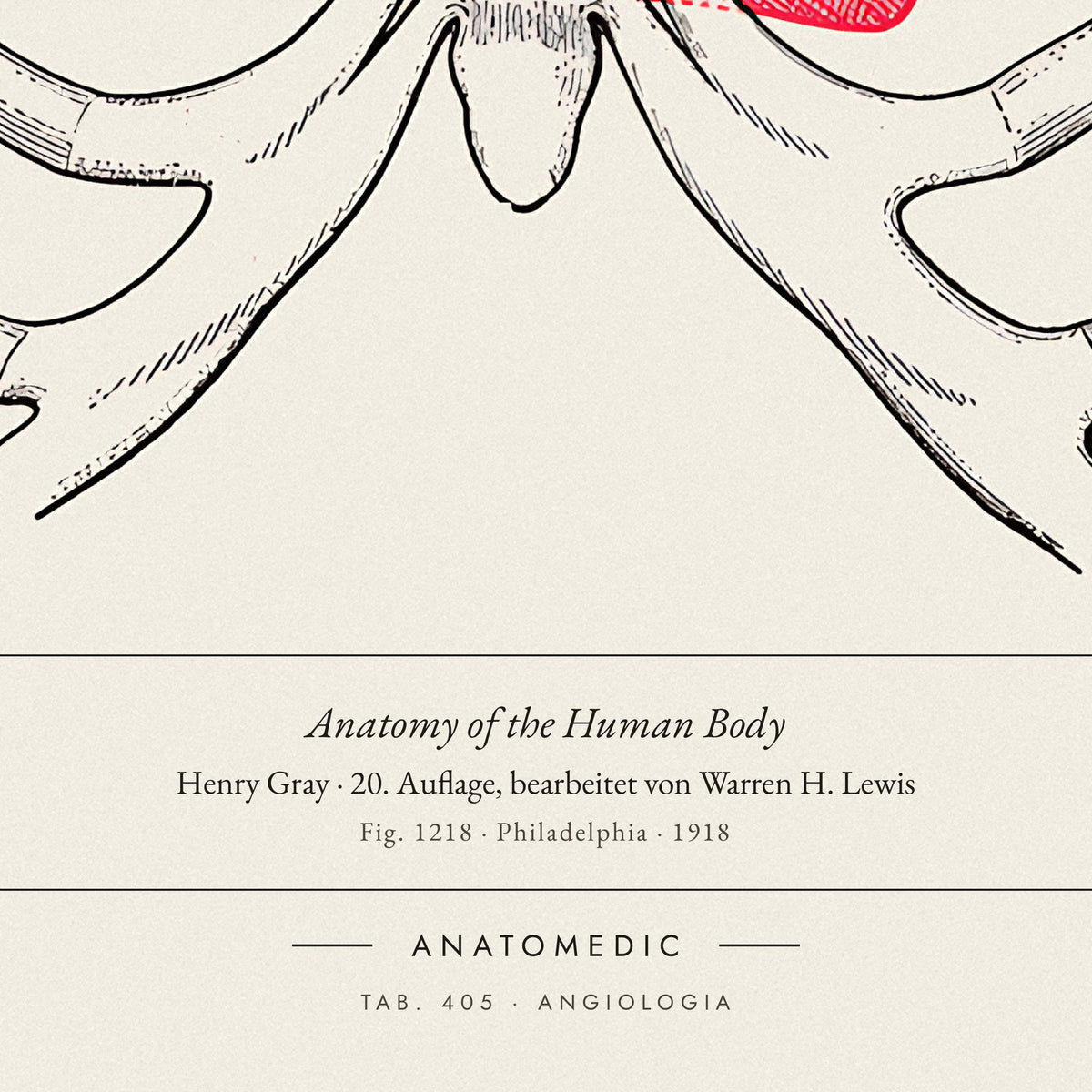 Nahaufnahme der Bildunterschrift: Anatomy of the Human Body · Henry Gray · 20. Auflage, bearbeitet von Warren H. Lewis, TAB. 405 · ANGIOLOGIA