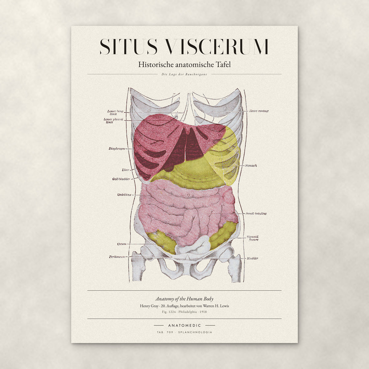 Situs Viscerum – Anatomie-Poster von ANATOMEDIC, historische anatomische Tafel: Die Lage der Bauchorgane