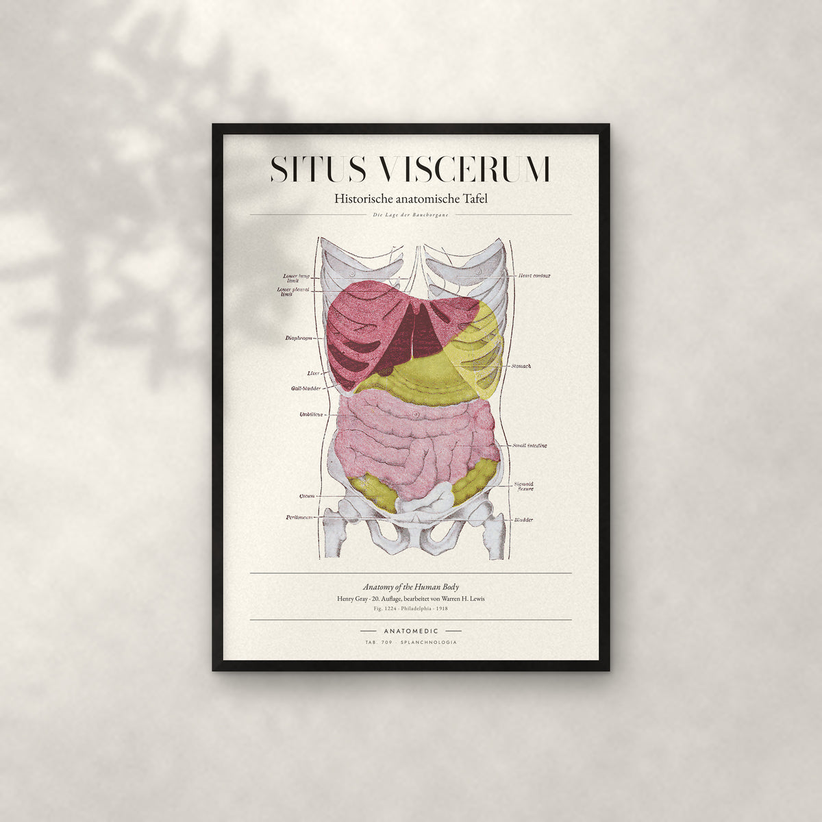 Situs Viscerum Anatomie-Poster im schwarzen Rahmen an heller Wand