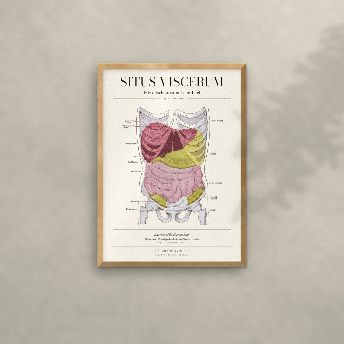 Situs Viscerum Anatomie-Poster im Eichenrahmen an heller Wand
