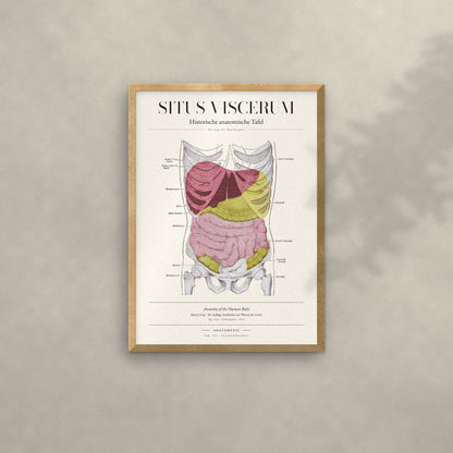 Situs Viscerum Anatomie-Poster im Eichenrahmen an heller Wand