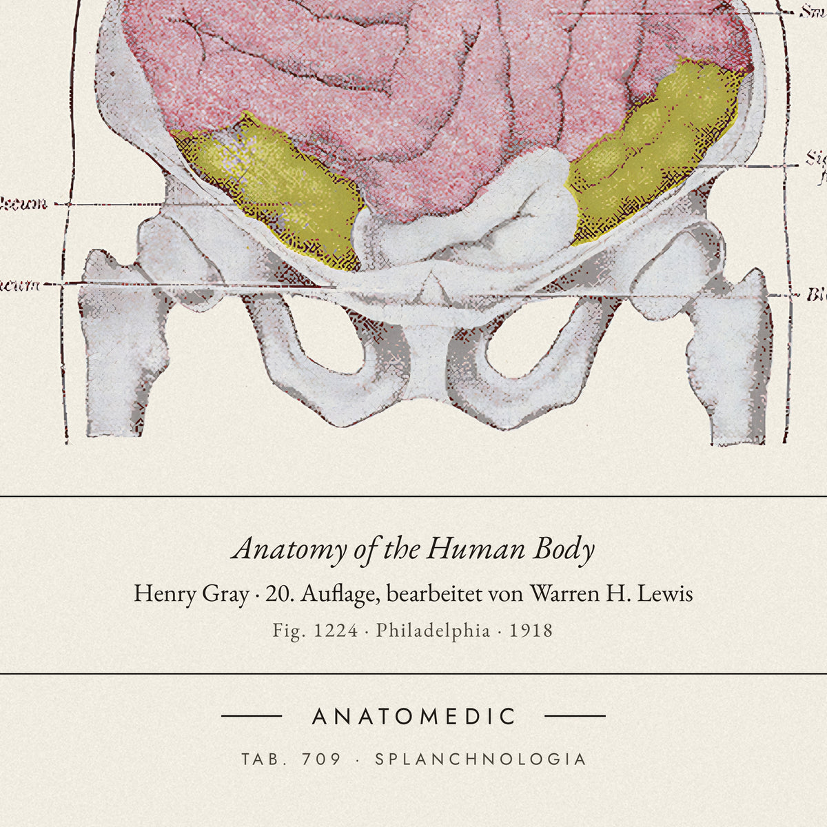 Nahaufnahme der Bildunterschrift: Anatomy of the Human Body · Henry Gray · 20. Auflage, bearbeitet von Warren H. Lewis, TAB. 709 · SPLANCHNOLOGIA