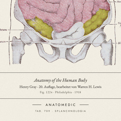 Nahaufnahme der Bildunterschrift: Anatomy of the Human Body · Henry Gray · 20. Auflage, bearbeitet von Warren H. Lewis, TAB. 709 · SPLANCHNOLOGIA