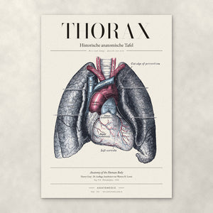 Thorax – Anatomie-Poster von ANATOMEDIC, historische anatomische Tafel: Herz und Lunge · Ansicht von vorn