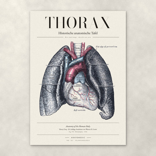 Thorax – Anatomie-Poster von ANATOMEDIC, historische anatomische Tafel: Herz und Lunge · Ansicht von vorn