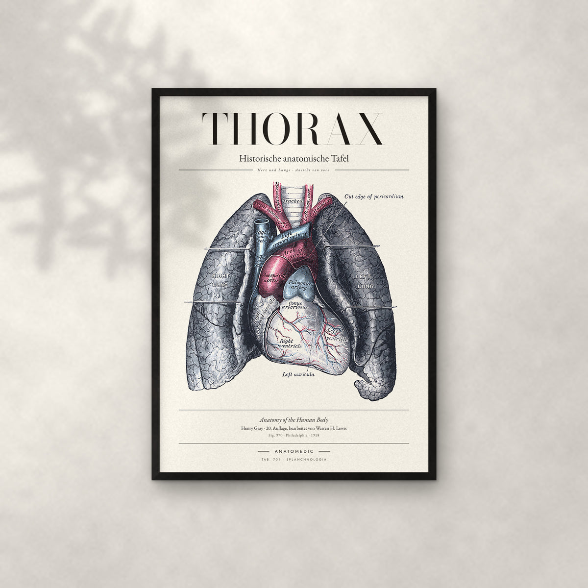 Thorax Anatomie-Poster im schwarzen Rahmen an heller Wand