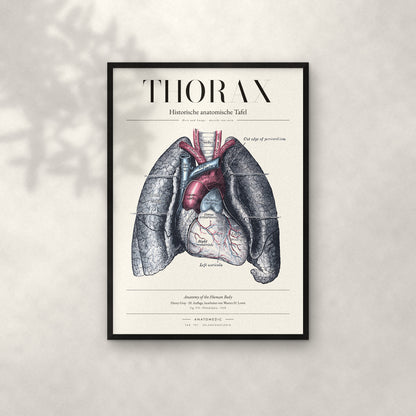 Thorax Anatomie-Poster im schwarzen Rahmen an heller Wand