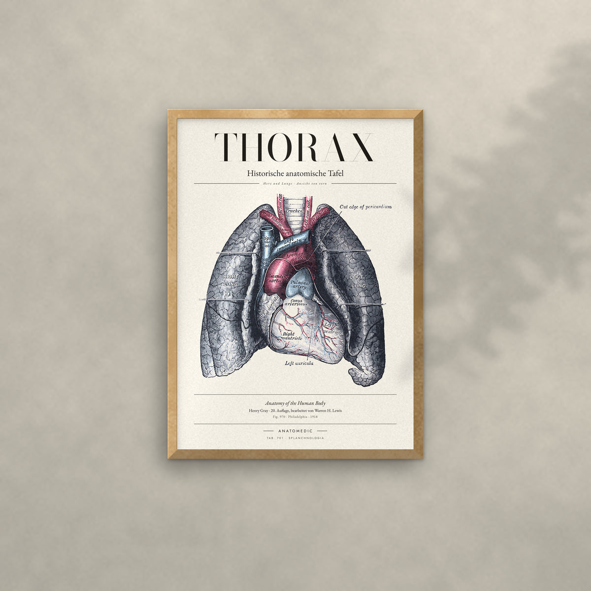 Thorax Anatomie-Poster im Eichenrahmen an heller Wand