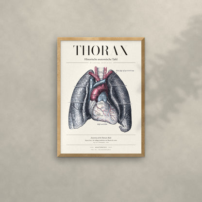 Thorax Anatomie-Poster im Eichenrahmen an heller Wand