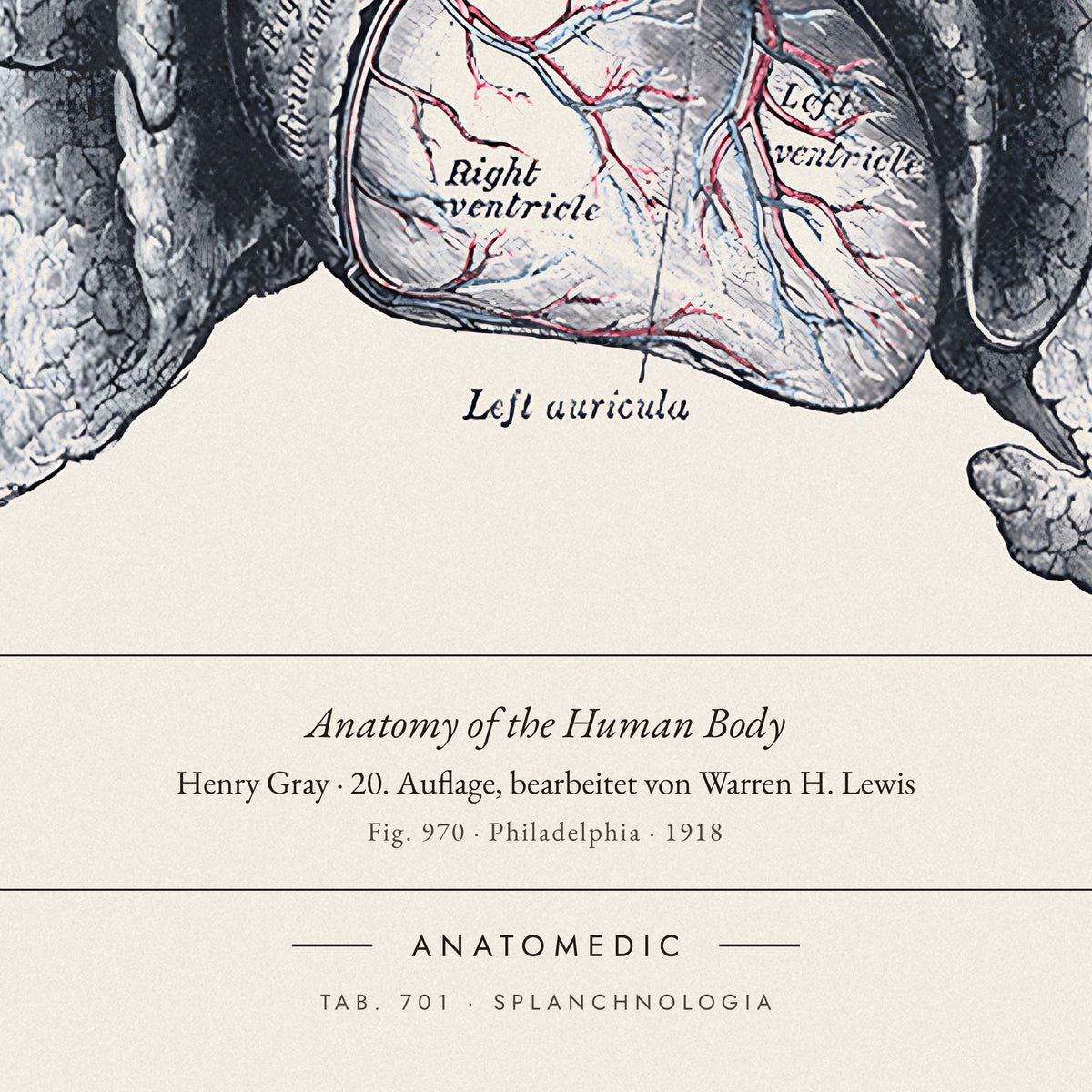 Nahaufnahme der Bildunterschrift: Anatomy of the Human Body · Henry Gray · 20. Auflage, bearbeitet von Warren H. Lewis, TAB. 701 · SPLANCHNOLOGIA