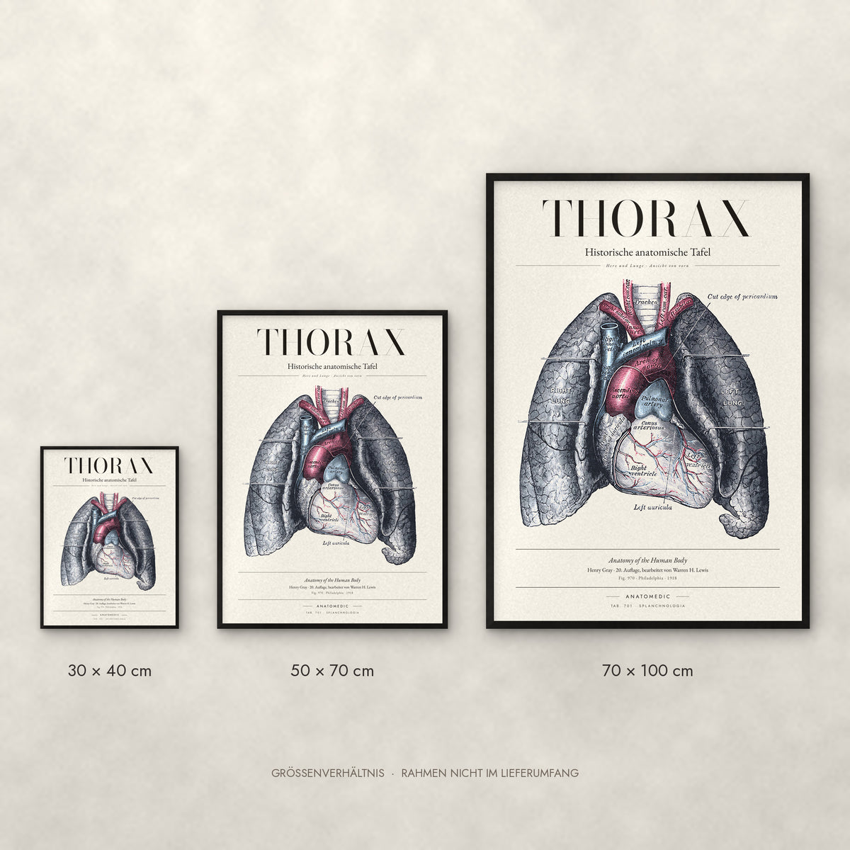 Thorax Poster im Größenvergleich: 30 × 40, 50 × 70 und 70 × 100 cm