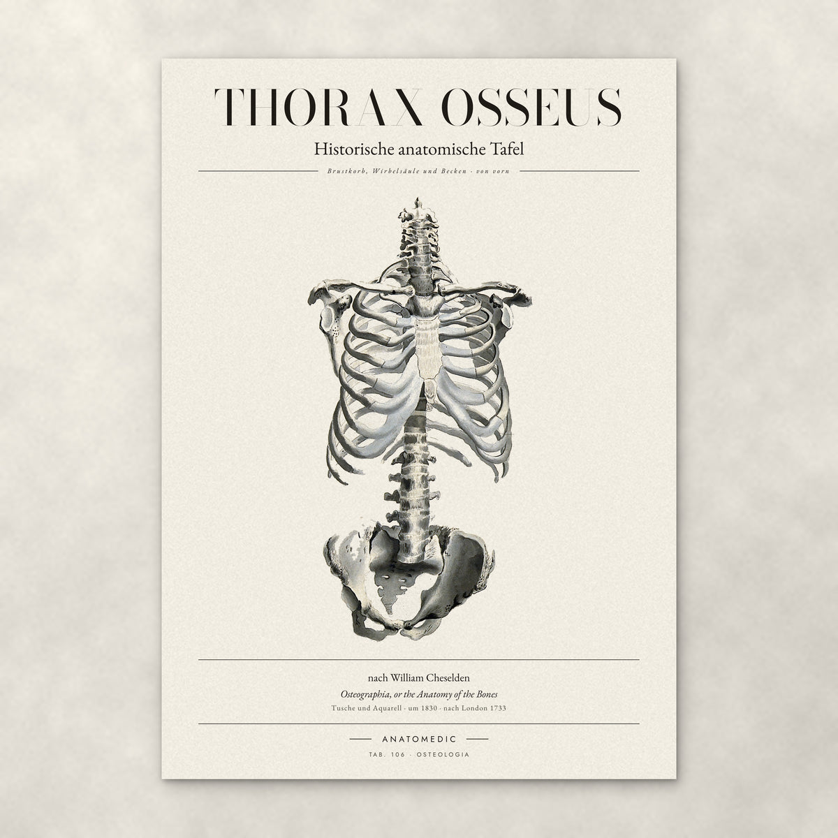 Thorax Osseus – Anatomie-Poster von ANATOMEDIC, historische anatomische Tafel: Brustkorb, Wirbelsäule und Becken · von vorn