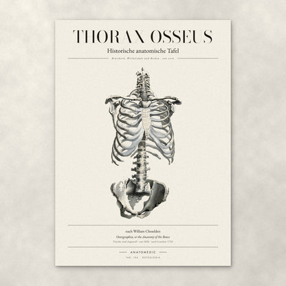 Thorax Osseus – Anatomie-Poster von ANATOMEDIC, historische anatomische Tafel: Brustkorb, Wirbelsäule und Becken · von vorn