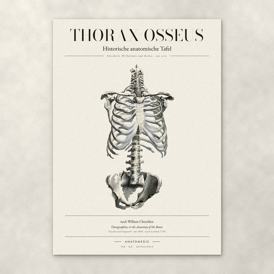 Thorax Osseus – Anatomie-Poster von ANATOMEDIC, historische anatomische Tafel: Brustkorb, Wirbelsäule und Becken · von vorn