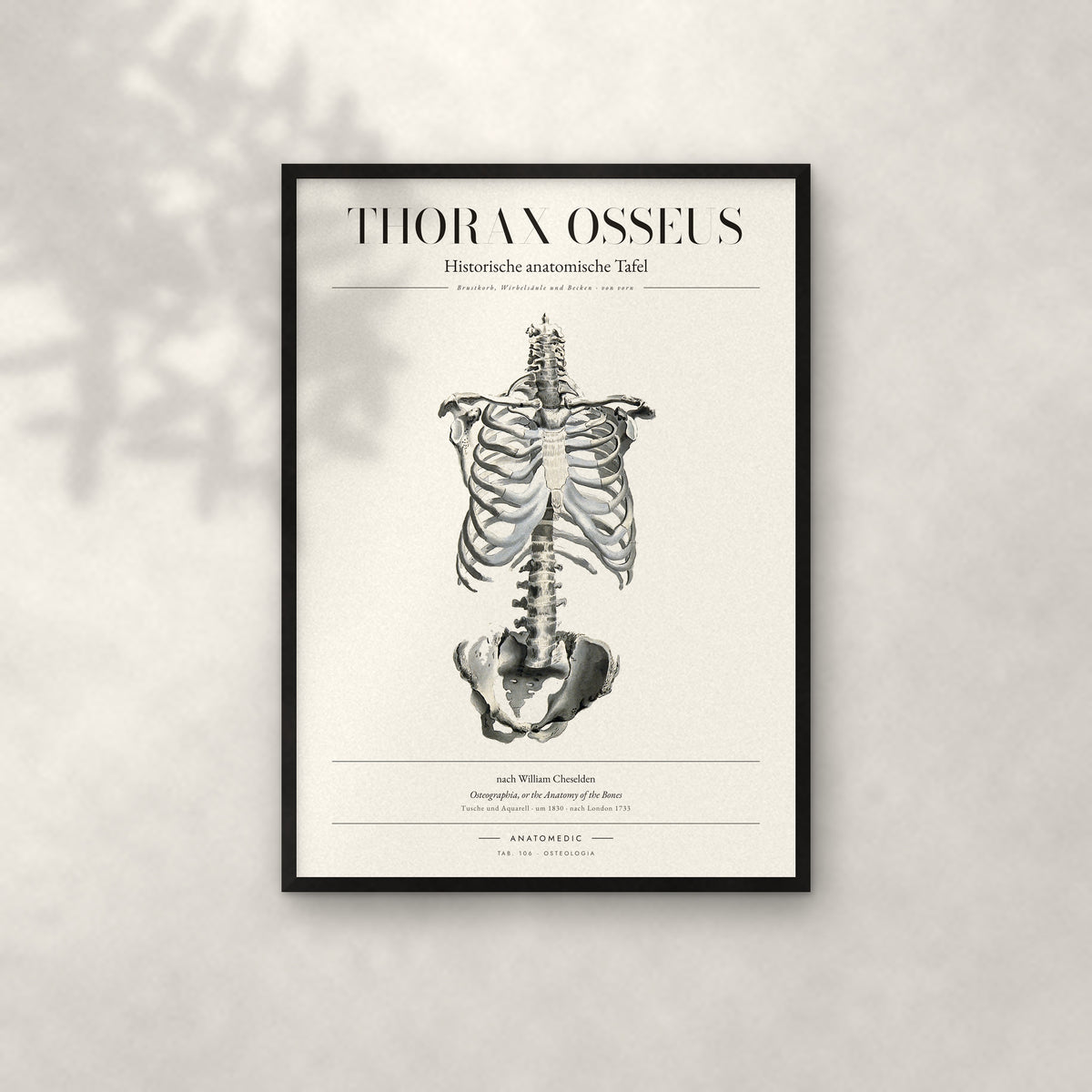 Thorax Osseus Anatomie-Poster im schwarzen Rahmen an heller Wand