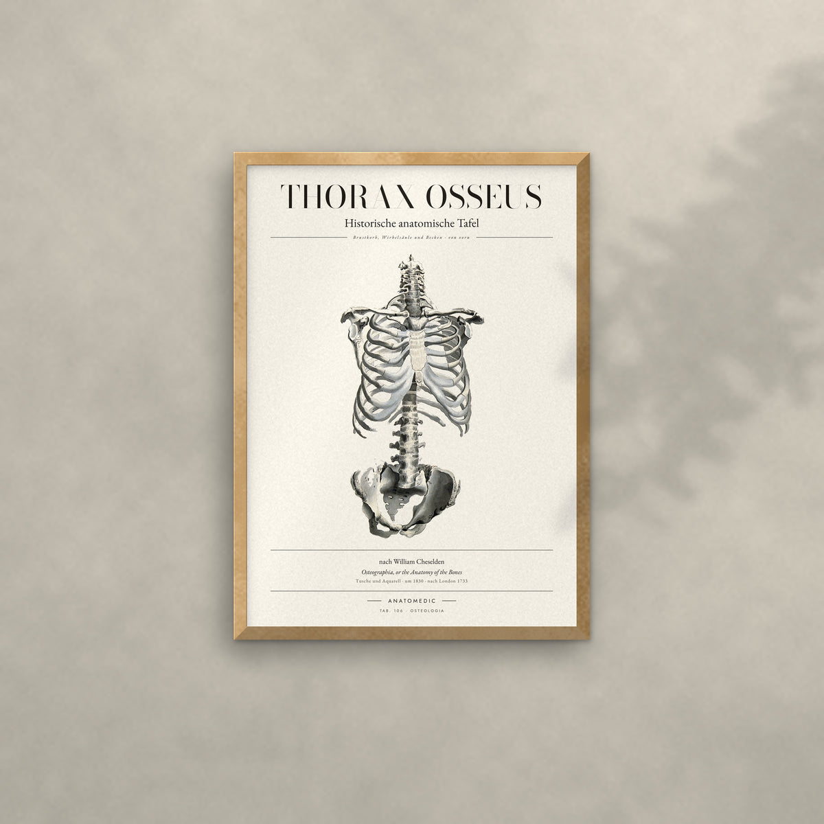Thorax Osseus Anatomie-Poster im Eichenrahmen an heller Wand