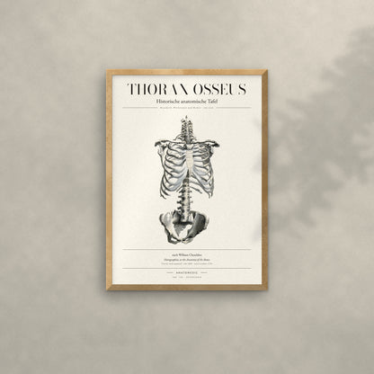 Thorax Osseus Anatomie-Poster im Eichenrahmen an heller Wand