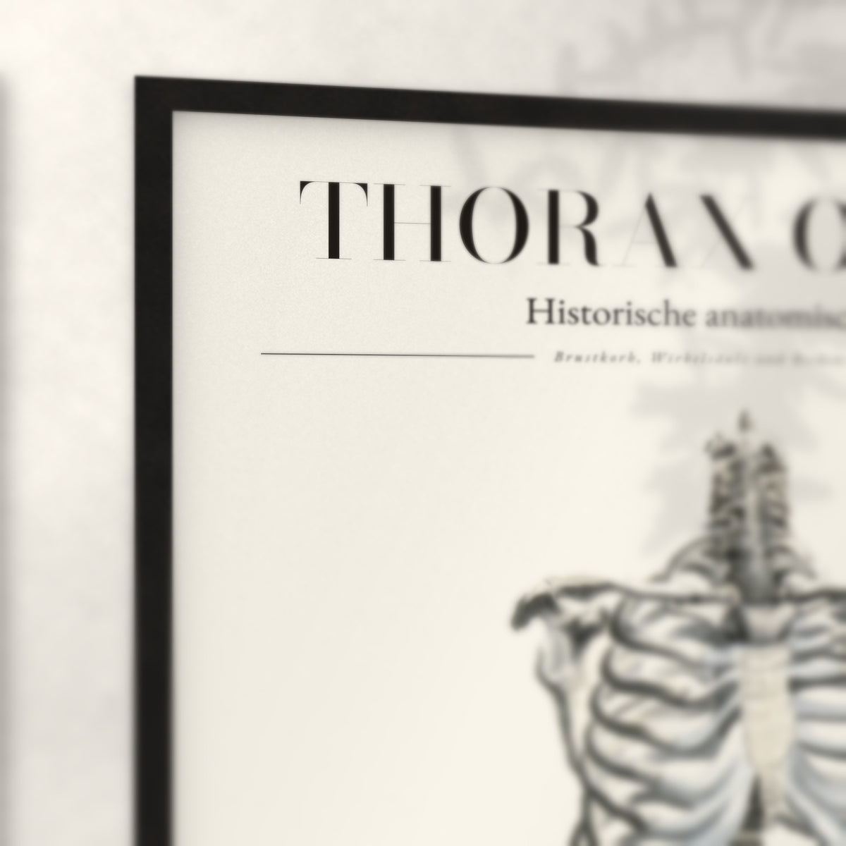 Nahaufnahme von Rahmenecke und Titel „Thorax Osseus“