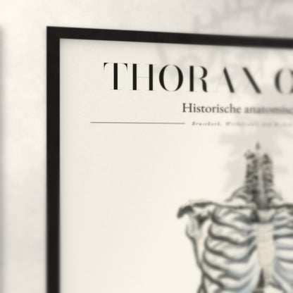 Nahaufnahme von Rahmenecke und Titel „Thorax Osseus“
