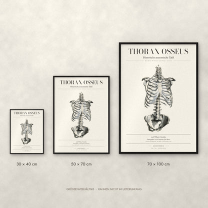 Thorax Osseus Poster im Größenvergleich: 30 × 40, 50 × 70 und 70 × 100 cm
