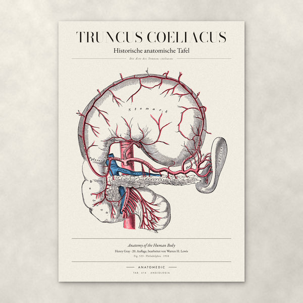 Truncus Coeliacus – Anatomie-Poster von ANATOMEDIC, historische anatomische Tafel: Die Äste des Truncus coeliacus