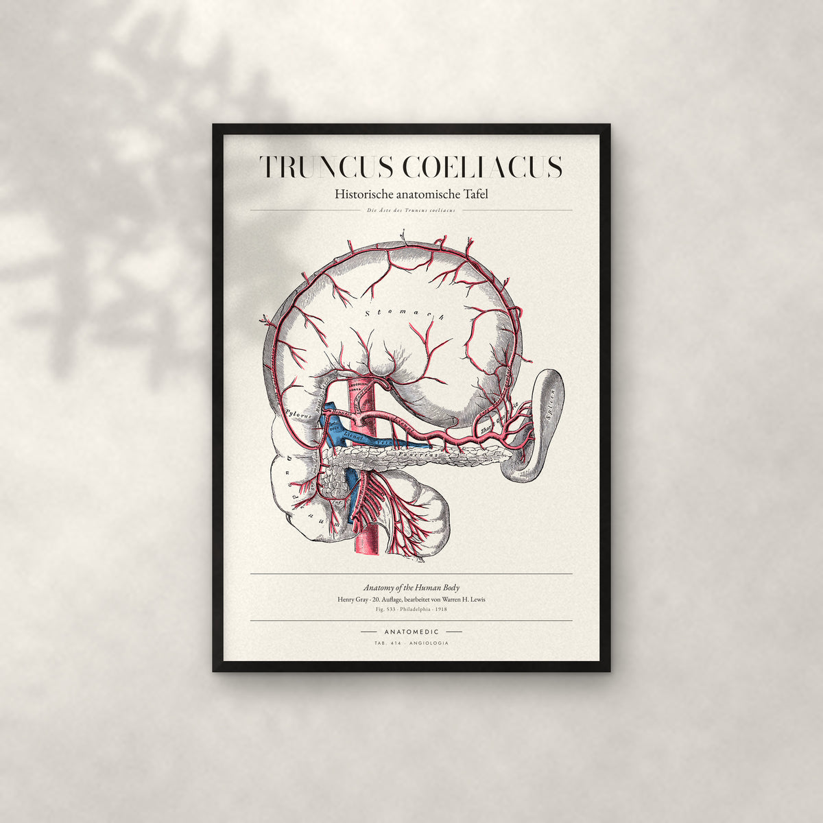 Truncus Coeliacus Anatomie-Poster im schwarzen Rahmen an heller Wand